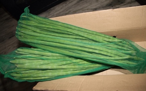 DrumStick (Moringa oleifera)