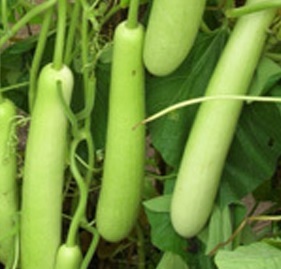 Bottle gourd (Lagenaria siceraria) Calabash