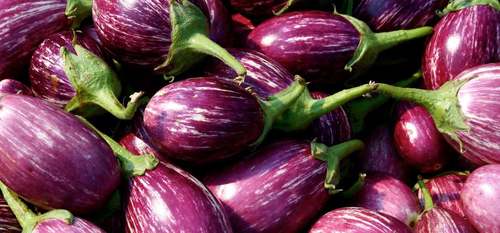 Eggplant (Solanum melongena) Brinjal