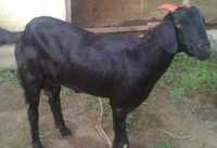 Osmanabadi Goat
