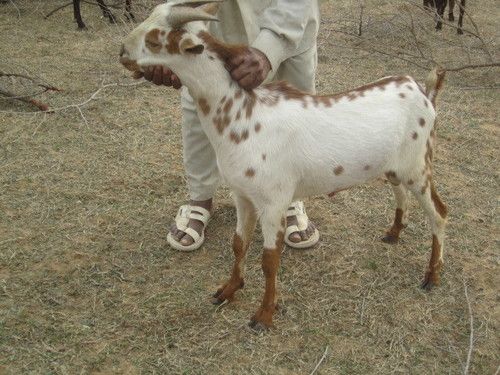 Nutritious Barbari Goat