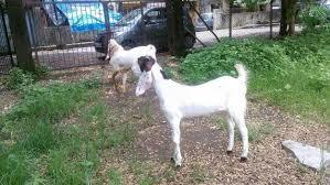 Hyderabadi Goat