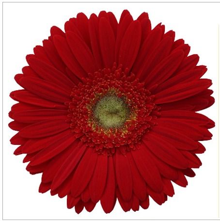 Red  Gerbera Plants