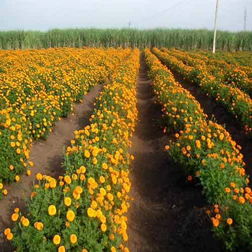 Marigold Plant