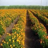 Marigold Plant