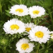 White And Yellow Shevanti Plant