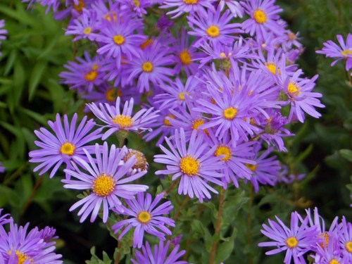 Purple Aster Plant