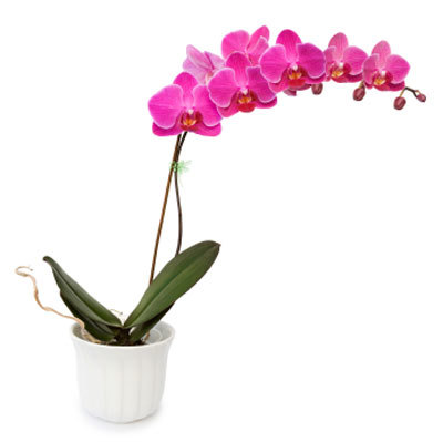 Pink Orchid Plant