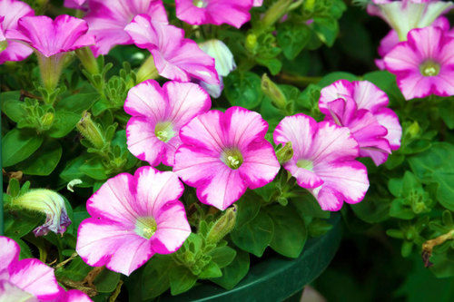 Petunia Plant