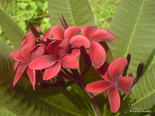 Red Plumeria Rubra (Frangipani)