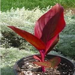 Red Canna, Rare Australian Canna With Red Leave