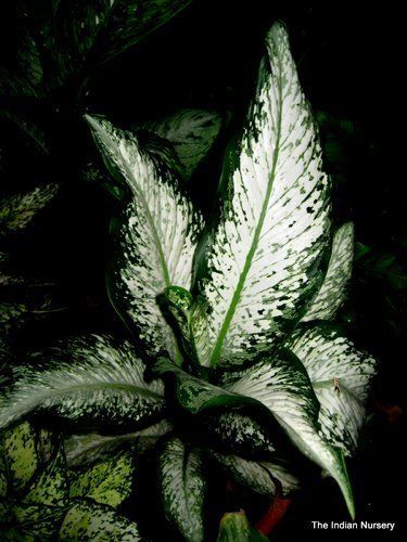  Dieffenbachia