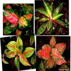 Red Aglaonema Varieties Premium Home Decor