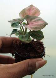 Green And Pink Syngonium Podophyllum Arrowhead Red Plants