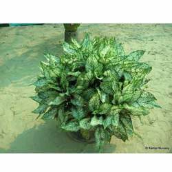 Green  Aglaonema Foliage Plants