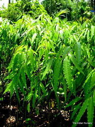 Green  Ashoka Tree
