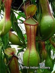 Carnivorous Live Pitcher Plant Nepenthes