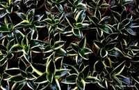 Sansevieria Pagoda