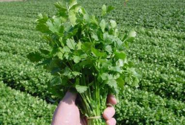 Coriander