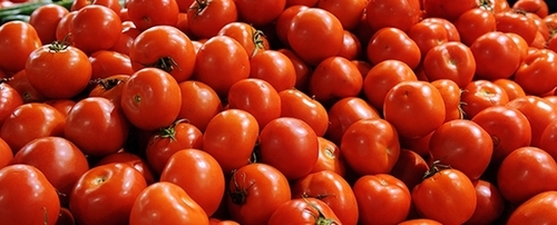 Tomatoes