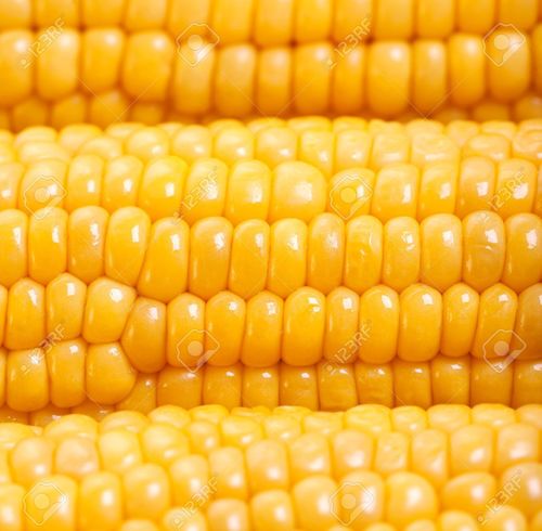 Yellow Maize