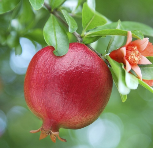 Pomegranate