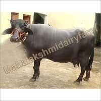 Original Murrah Buffalo