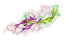 Chorionic gonadotrophin