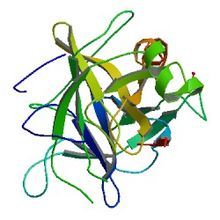 Chymotrypsin