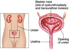 Urology 