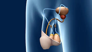 Vasectomy Surgery
