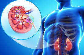 Nephrology