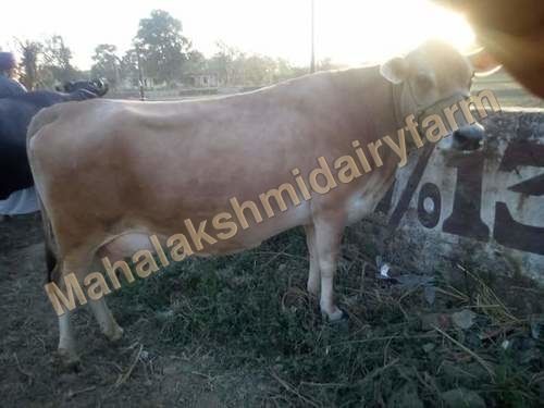 American Jersey Cow