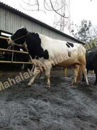 Dairy Holstein Friesian Bull