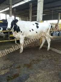 HF Cow Suppliers in Karnal