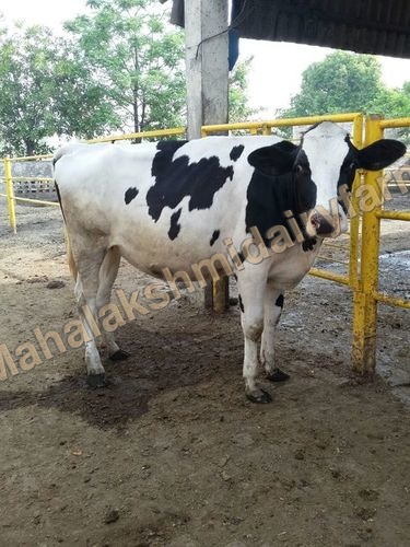 Holstein Friesian Heifer Cow