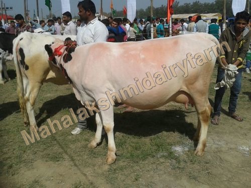 Original Karan Swiss Cow