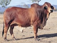 Red Sindhi Cow