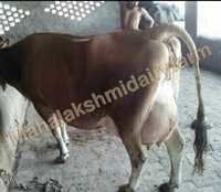 Original Dairy Jersey Cow