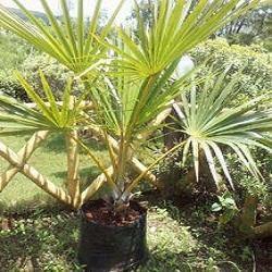 Green Latania Verschaffeltii Yellow Latan Palm