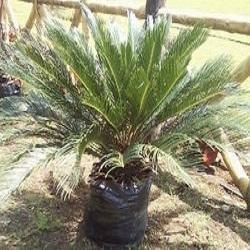Green Cycus Palm Sago Palm