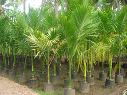 Supari Palm