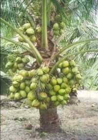 Coconut Tree