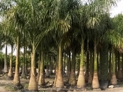 Royal Palm