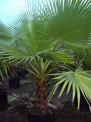 Washingtonia Robusta Palm