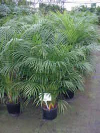 Areca Palm