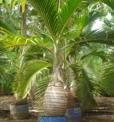 Champion Palm