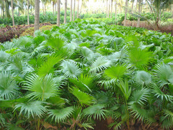 Green Table Palm Tree