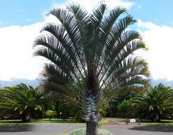 Triangle Palm