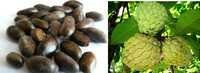 Annona squamosa